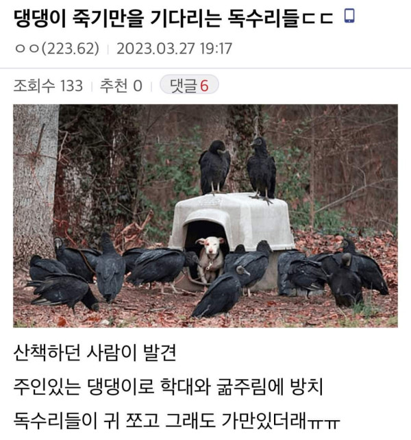 주인에게 버림받고 독수리 밥이 될 처지가된 댕댕이